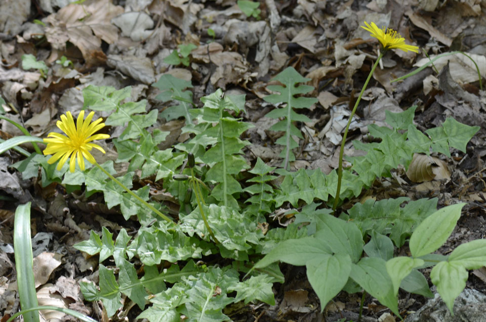 Aposeris foetida / Lattuga fetida